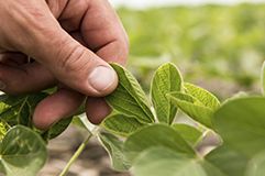 Imagen de dedo soja desktop