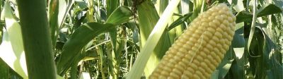 Dégradabilité de l’amidon en 2023 : + 10 points pour le maïs denté farineux !