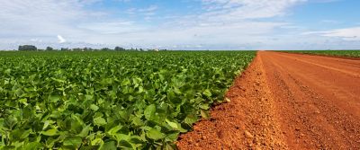 Plantación de Soja junto a carretera