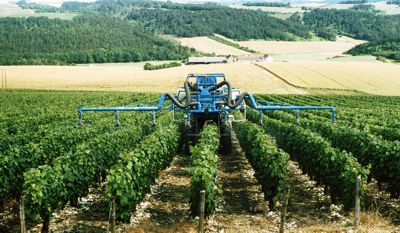 Désherbage de la vigne