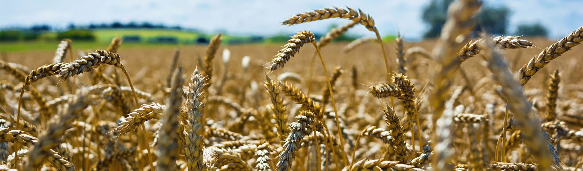 Destilados de cereales