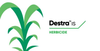 Destra IS - keeps weeds low and yields high