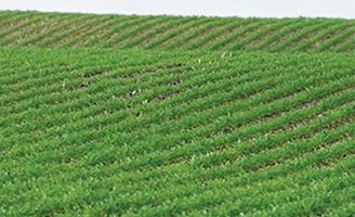 Row crop