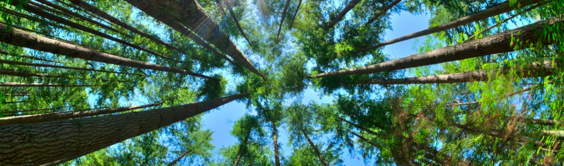 Día Mundial del Medio ambiente