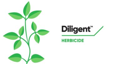 Diligent - your top defense against waterhemp