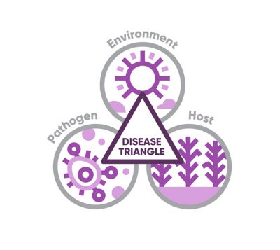 Disease triangle graphic purple