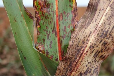 Imagem de uma planta de sorgo com antracnose