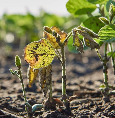 Soybean wilting