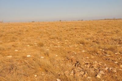 Rangeland in drought conditions