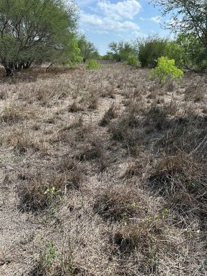 drought in South Texas pasture