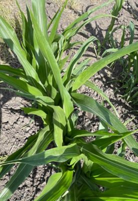 Drought stressed corn close up