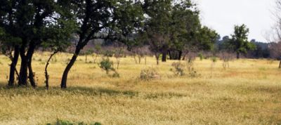 A dry pasture in Texas