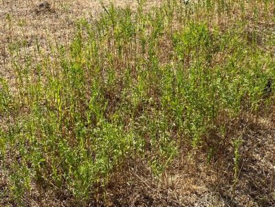 Broom snakeweed after a drought