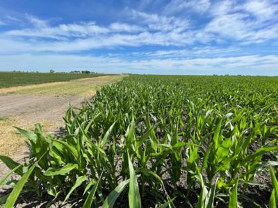 Corn field in dry weather
