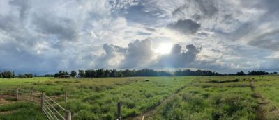 Florida pasture