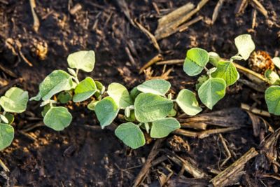 E3 soybeans - stay ahead of weeds