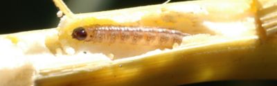 ECB larvae