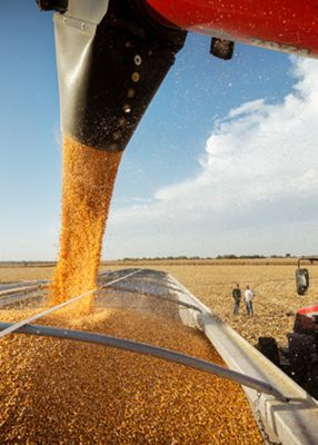 Harvesting Corn- Combine to Weigh Wagon