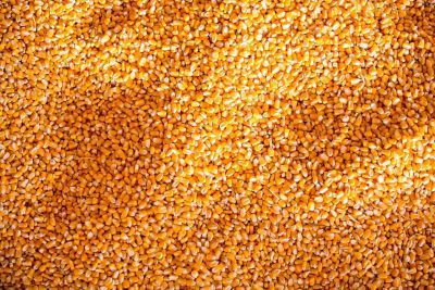 Win 100,000 maize seed kernels!
