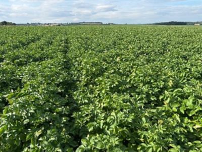 Potato CPD Quiz