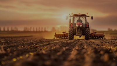 Midseason cornfield - long shot