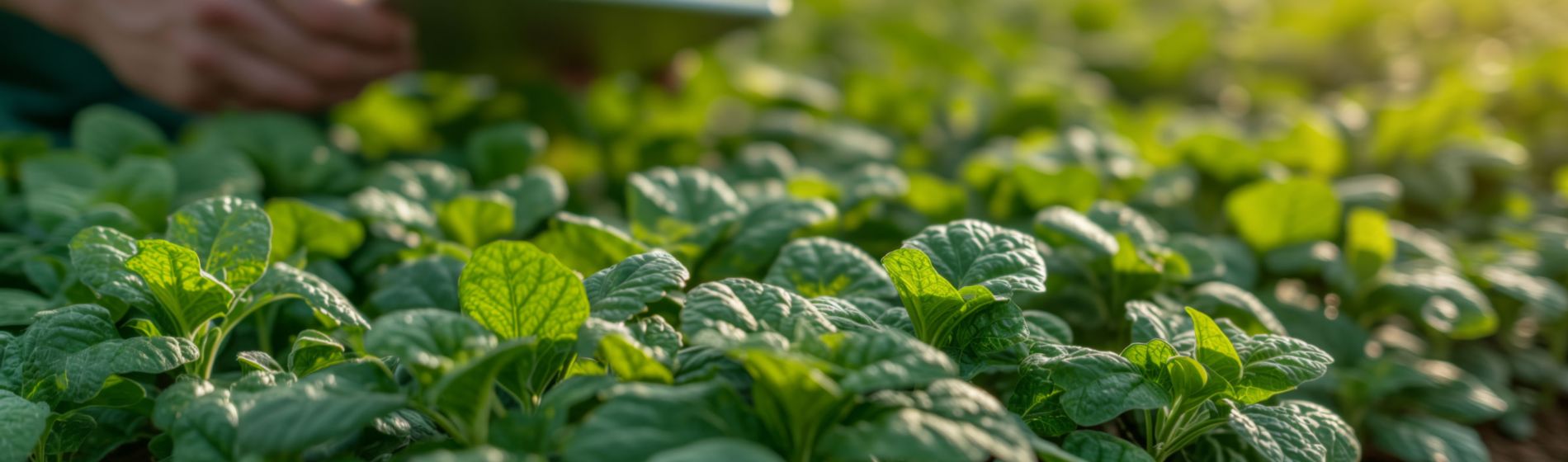 Reducir el impacto de las enfermedades en las plantas con técnicas de I+D