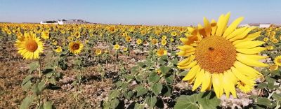 El año del girasol