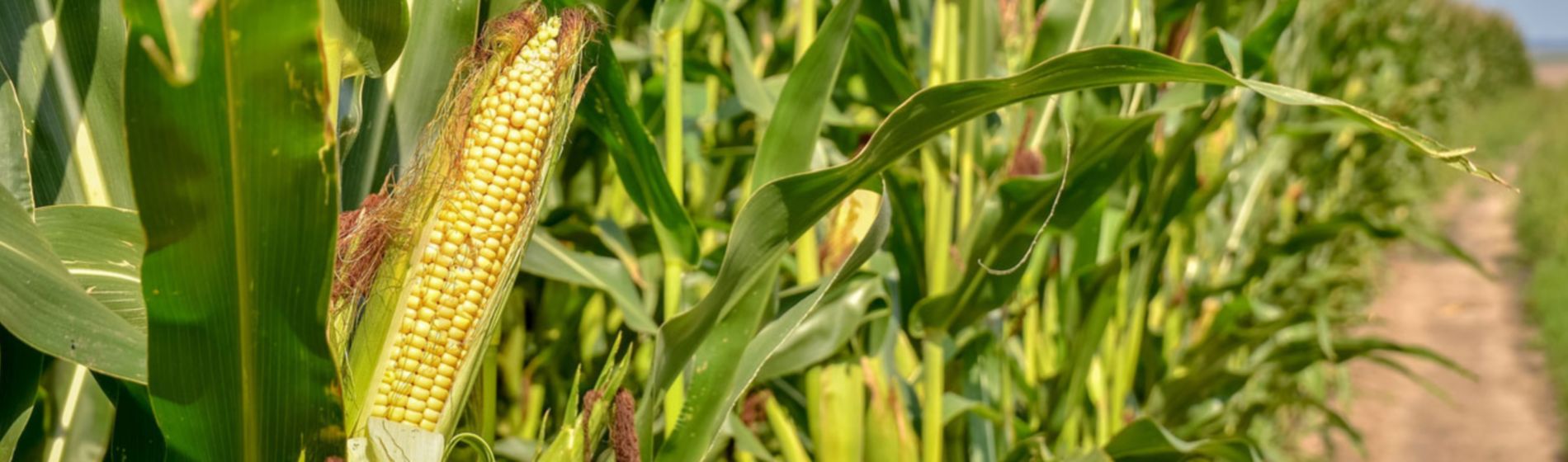 El cultivo del maíz