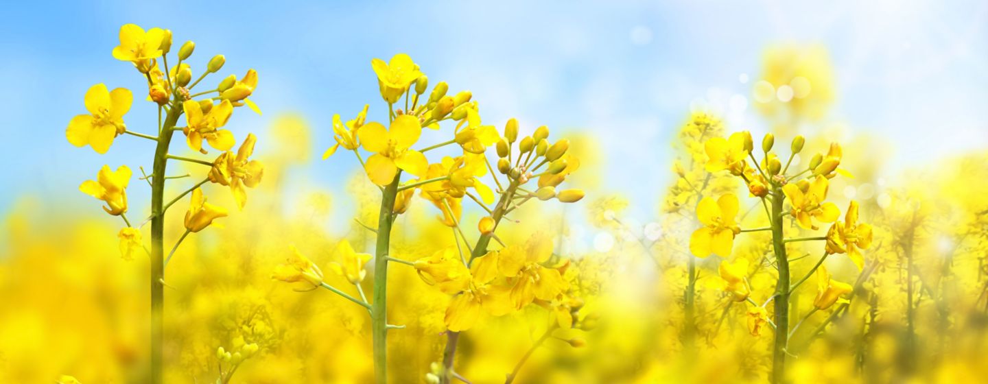 El despegue de la colza