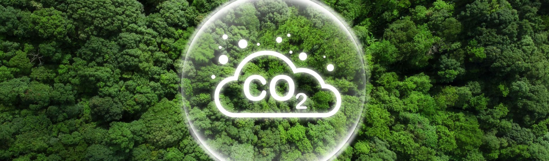 Día Mundial del Medio ambiente