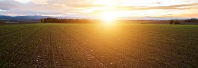 The Right Wheat Variety for Every Acre