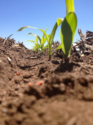 Photo - Closeup - emerging corn seedlings in a row