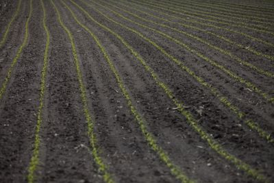 Photo - Emerging Field - Corn - Long range