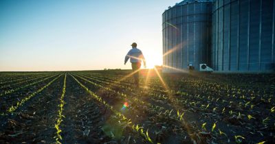 Photo - emerging cornfield - silos at right edge