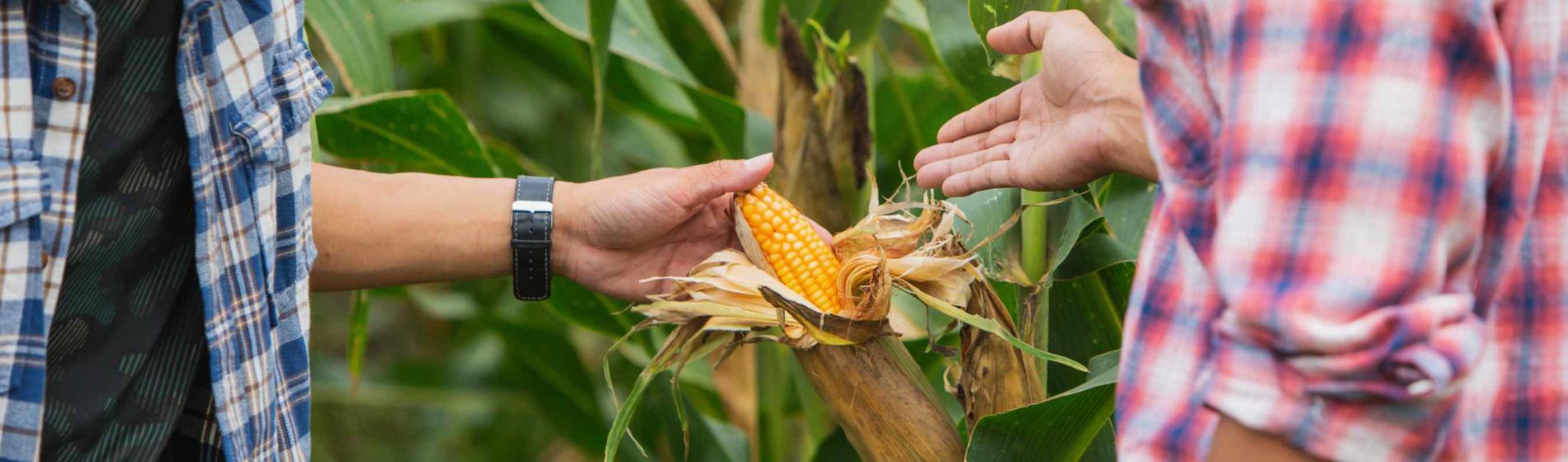 Émilien, au plus près du terrain pour accompagner les distributeurs agricoles