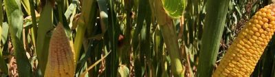 En quoi la génétique des maïs m3 est-elle une vraie avancée ?