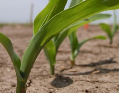 Healthy cabbage roots