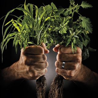 Two hands holding weeds