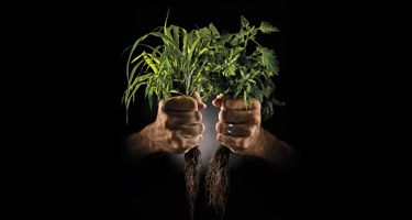 Two hands holding weeds