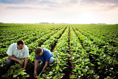 Two men in Enlist soybean field