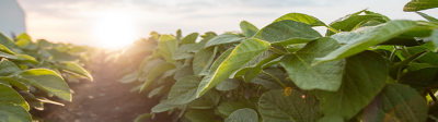 Enlist soybeans ground level at sunrise