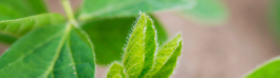 soybean plant up close