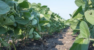 4 Tips for Tackling Soybean Cyst Nematode