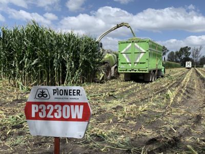 IMG-Ensilaje-03-IMG_4810-copy-LA-MX-V1