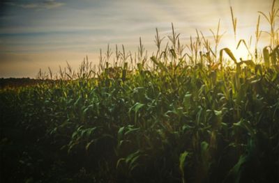 Amanecer en campo de maíz