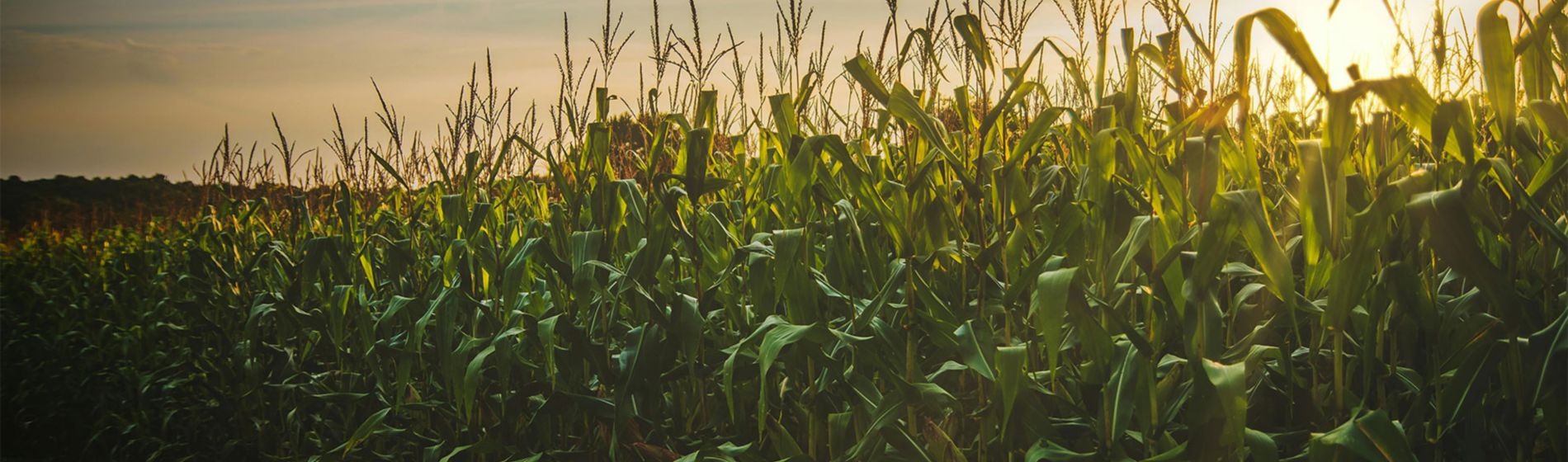 Amanecer en campo de maíz