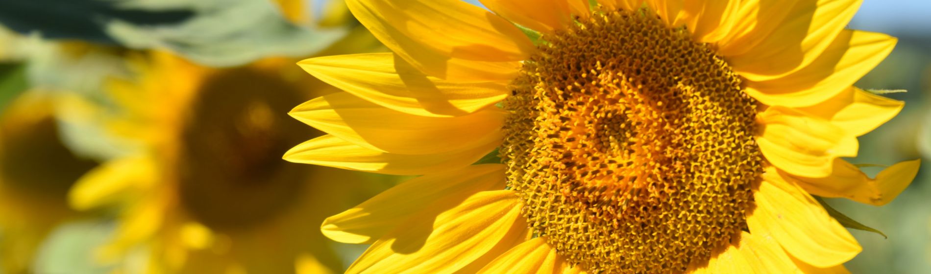 Evolución y futuro del cultivo del girasol