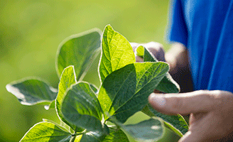 Examining soybeans