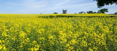 Winter Canola Program FAQs