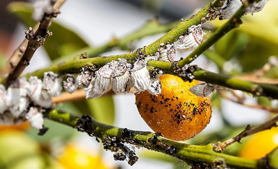 Citrus branch close up